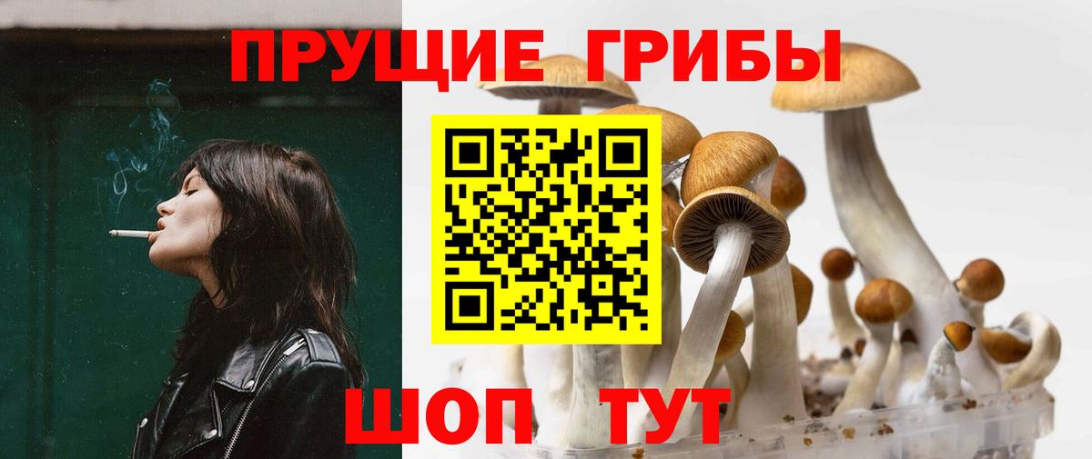 Ржев  хочу   Вход с VPN  Галлюциногенные грибы Psilocybine cubensis 